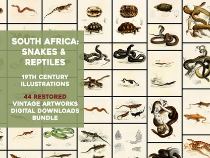 The Zoology of South Africa [44 Images]