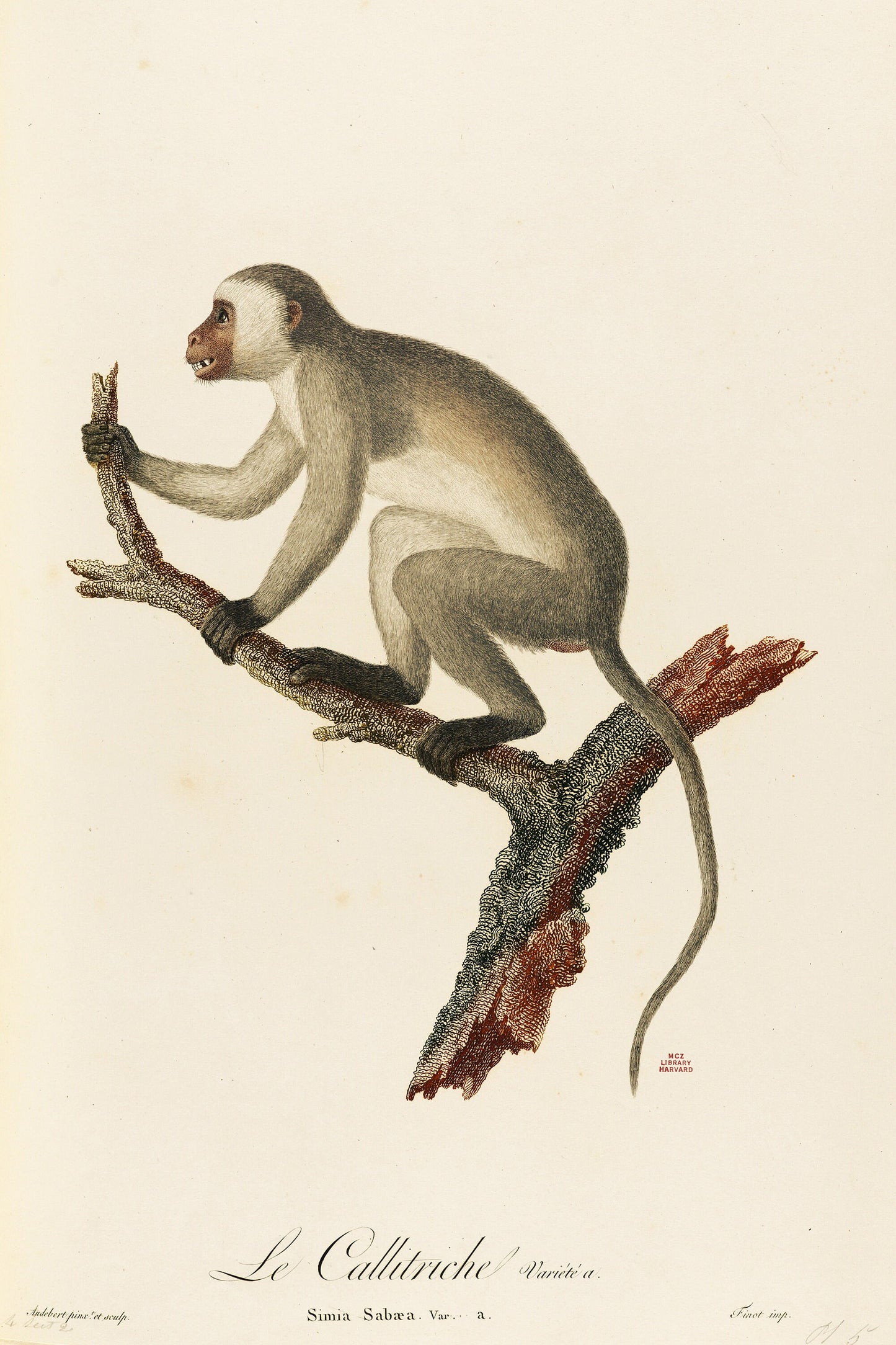Natural History of Monkeys & Lemurs [61 Images]