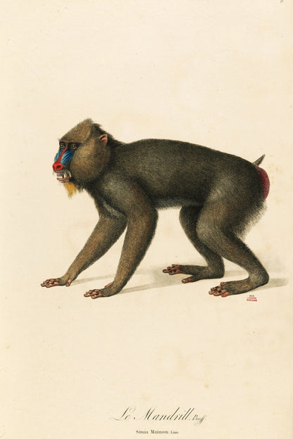 Natural History of Monkeys & Lemurs [61 Images]