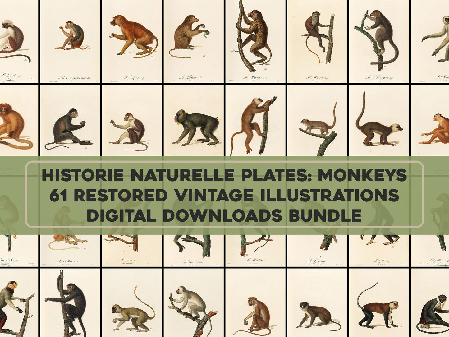 Natural History of Monkeys & Lemurs [61 Images]