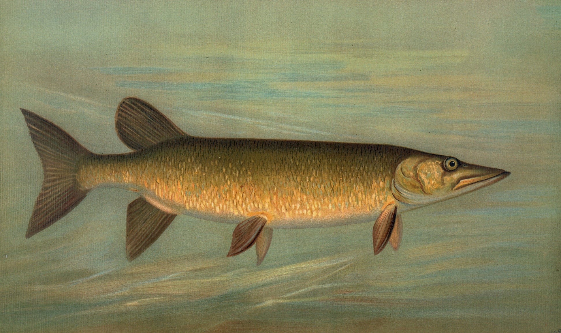 fish caught a year on hook and line Fish of North America Captured on Hook and Line | Animal Images