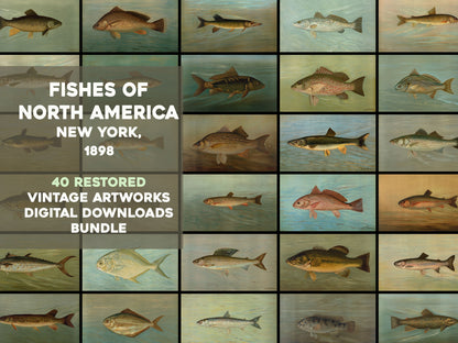 Fish of North America Captured on Hook and Line [40 Images]