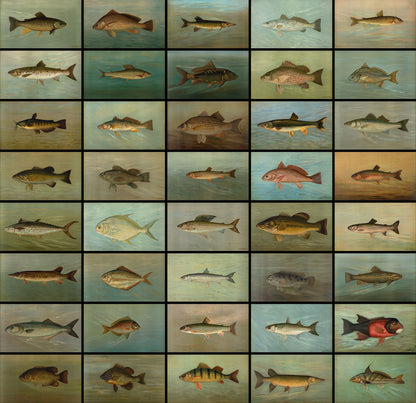 Fish of North America Captured on Hook and Line [40 Images]