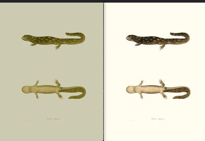 North American Herpetology Set 2 Salamanders [34 Images]