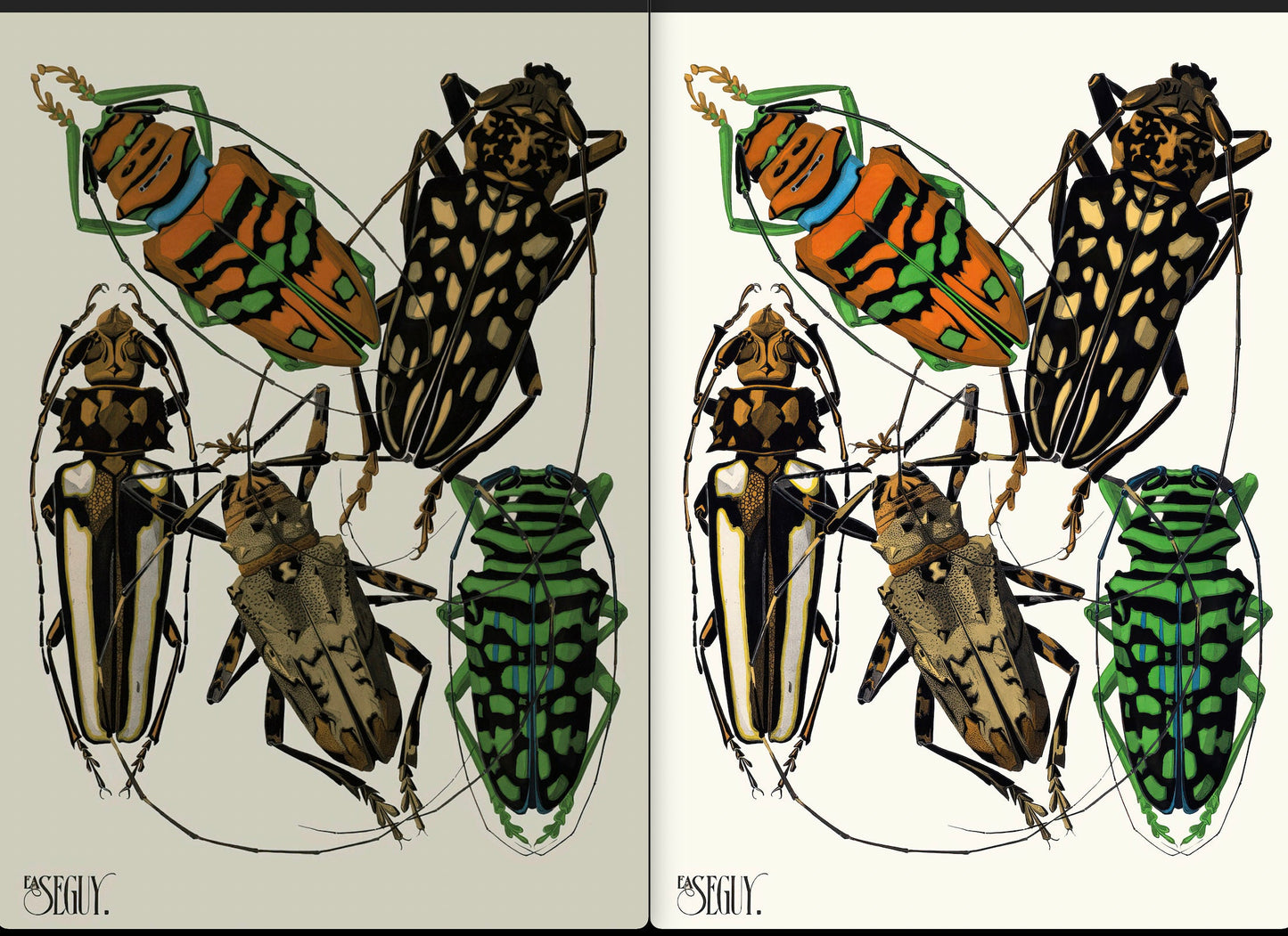 Insectes Insect Ornamental Designs Emile-Allain Séguy [20 Images]
