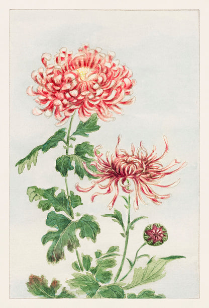 Megata Morikaga Japanese Flowers Botanical Illustrations [24 Images]