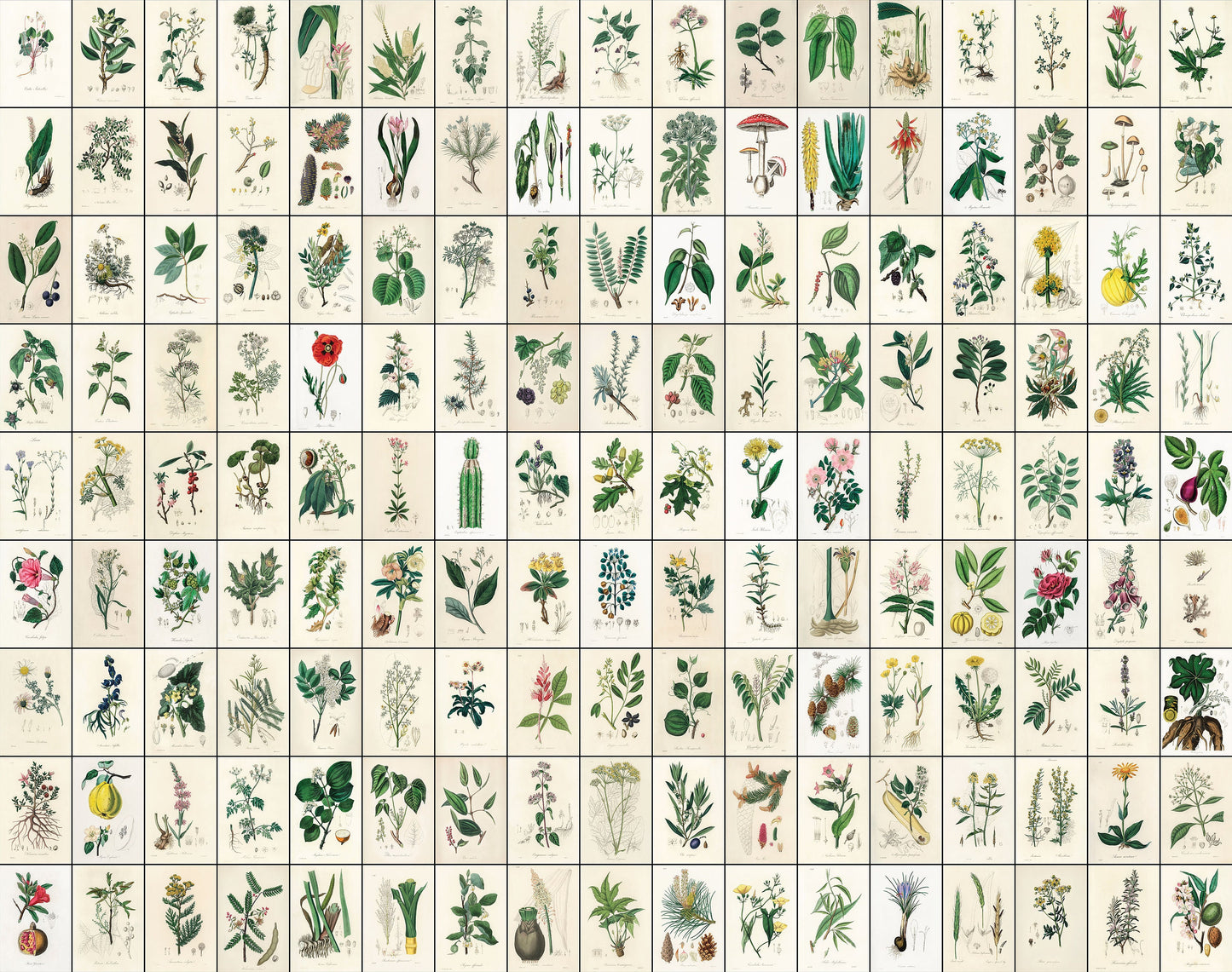 Medical Botany 4"x6" Collage Kit [153 Images]