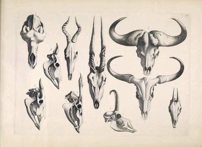 Illustrations of Animal Skeletons Set 1 [55 Images]