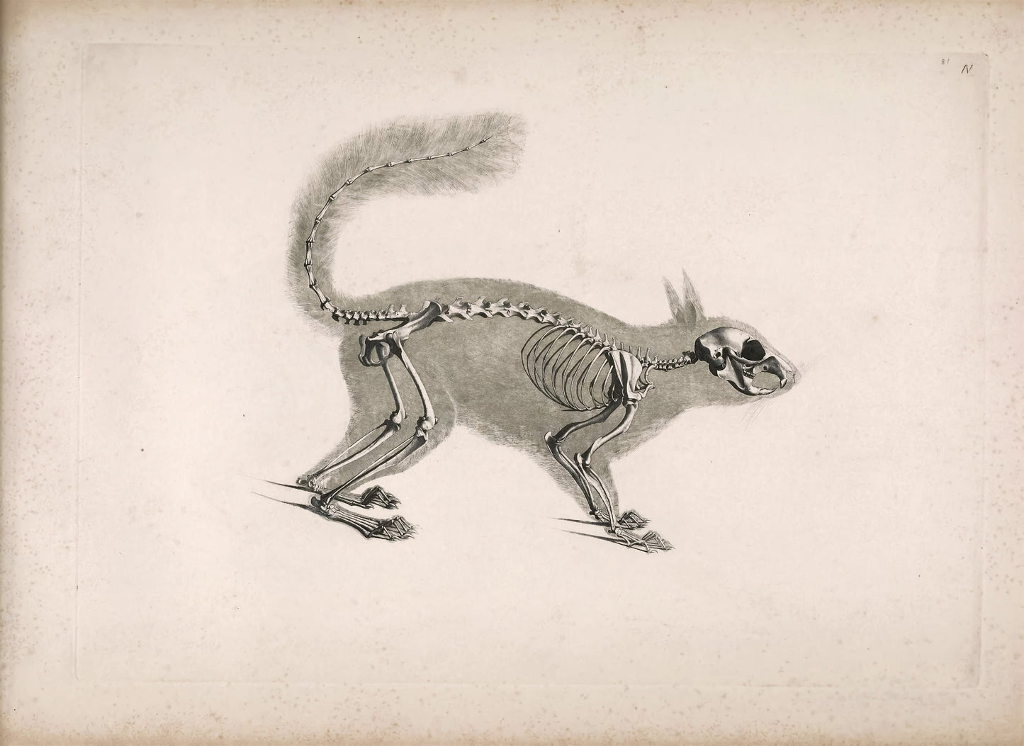 Illustrations of Animal Skeletons Set 1 [55 Images]