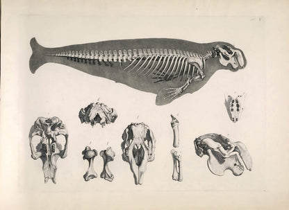 Illustrations of Animal Skeletons Set 2 [55 Images]