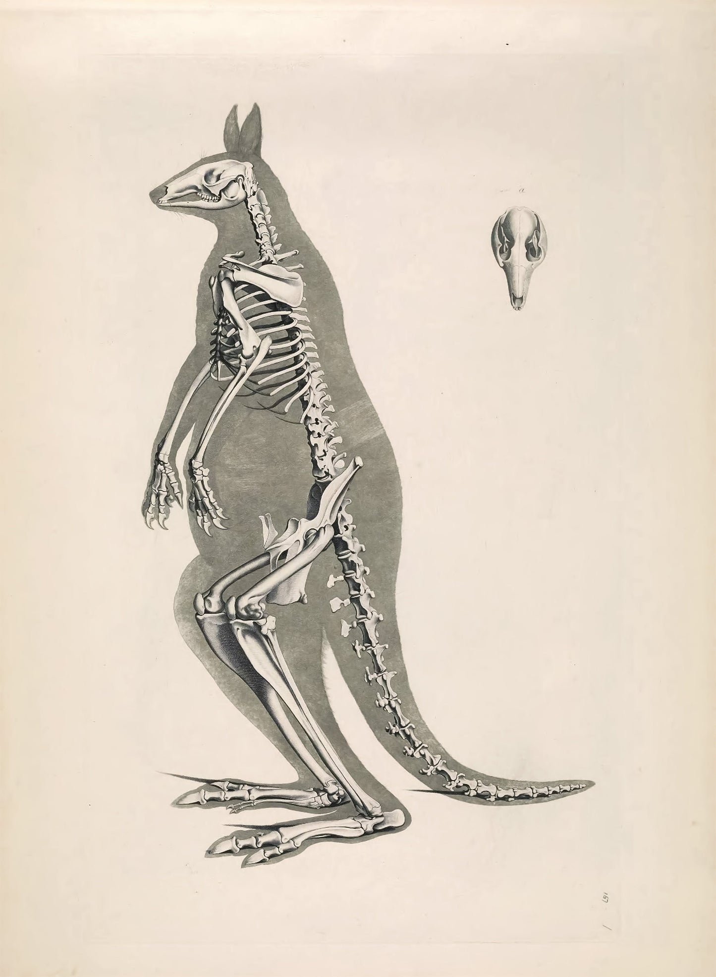 Illustrations of Animal Skeletons Set 2 [55 Images]