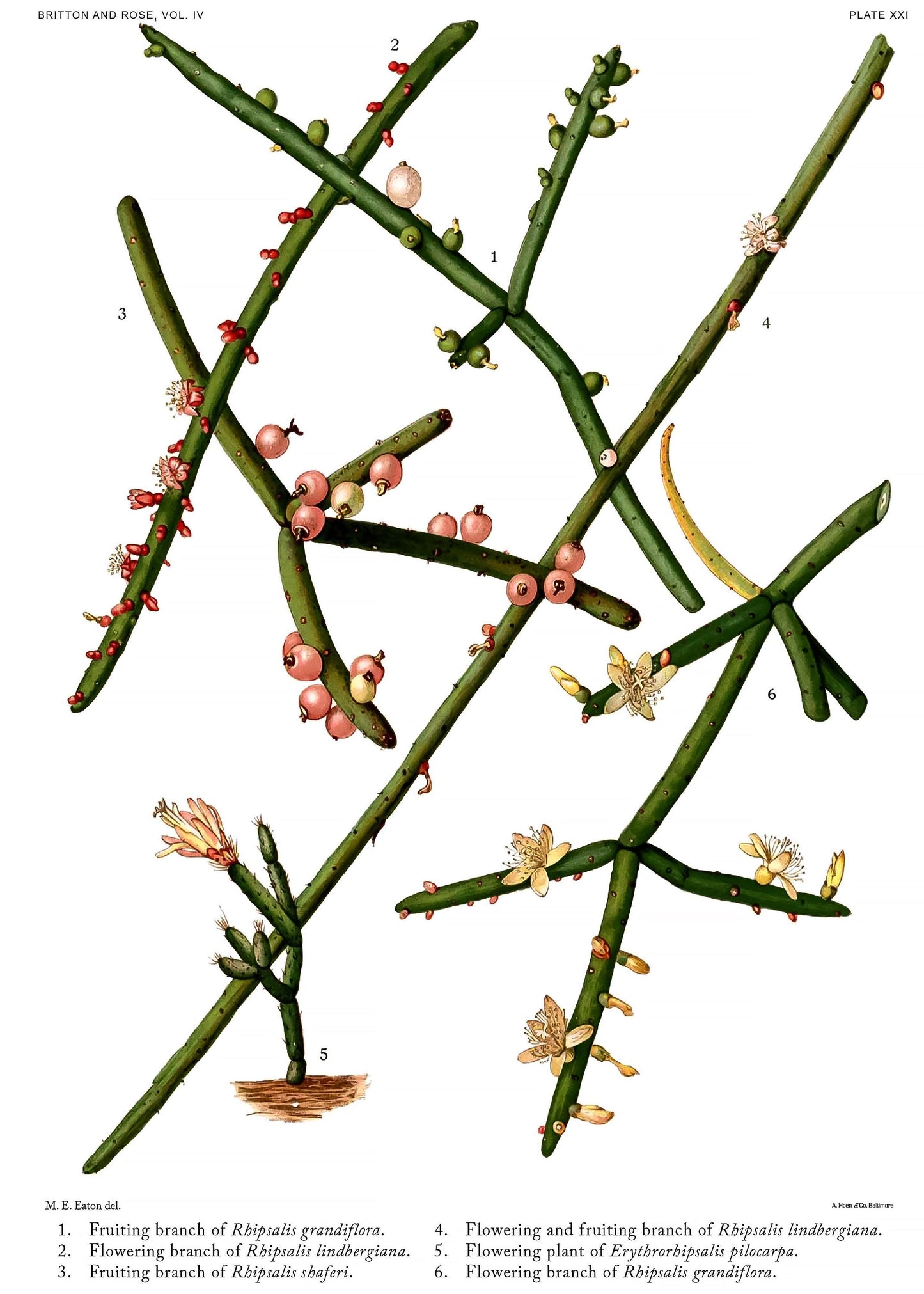 The Cactaceae Set 1 [55 Images]