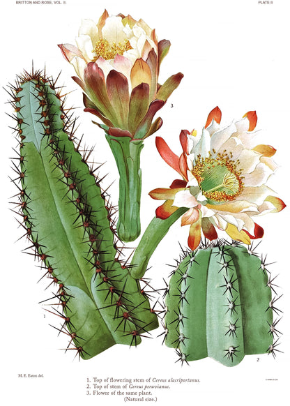 The Cactaceae Set 2 [54 Images]