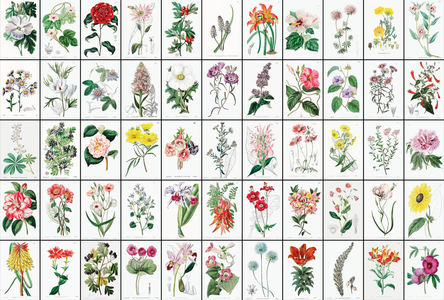 Edward's Botanical Register [110 Images]