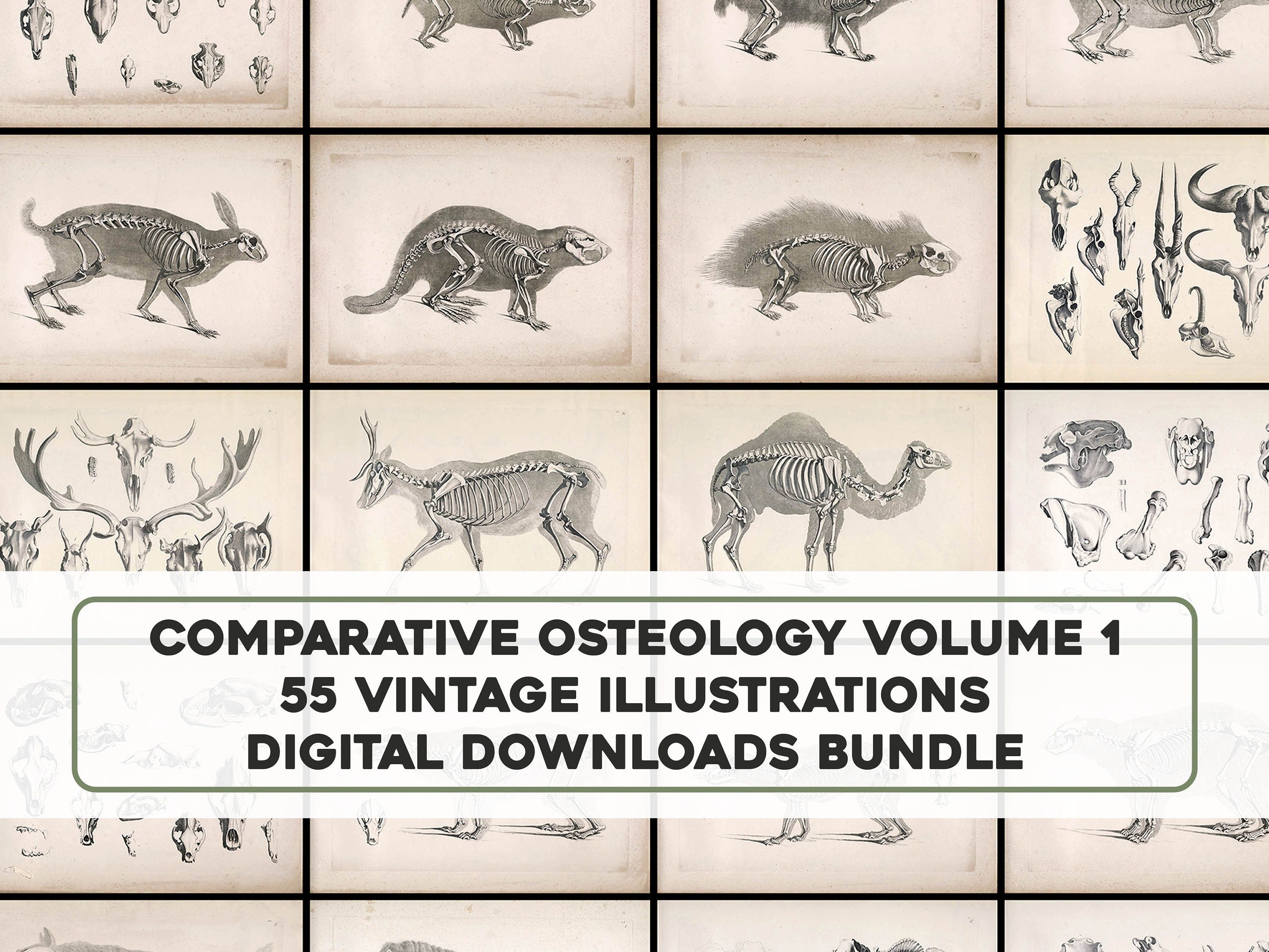 洋書 CLASSIC NATURAL HISTORY PRINTS MAMMALS 洋書 CLASSIC NATURAL HISTORY PRINTS MAMMALS 1,000+