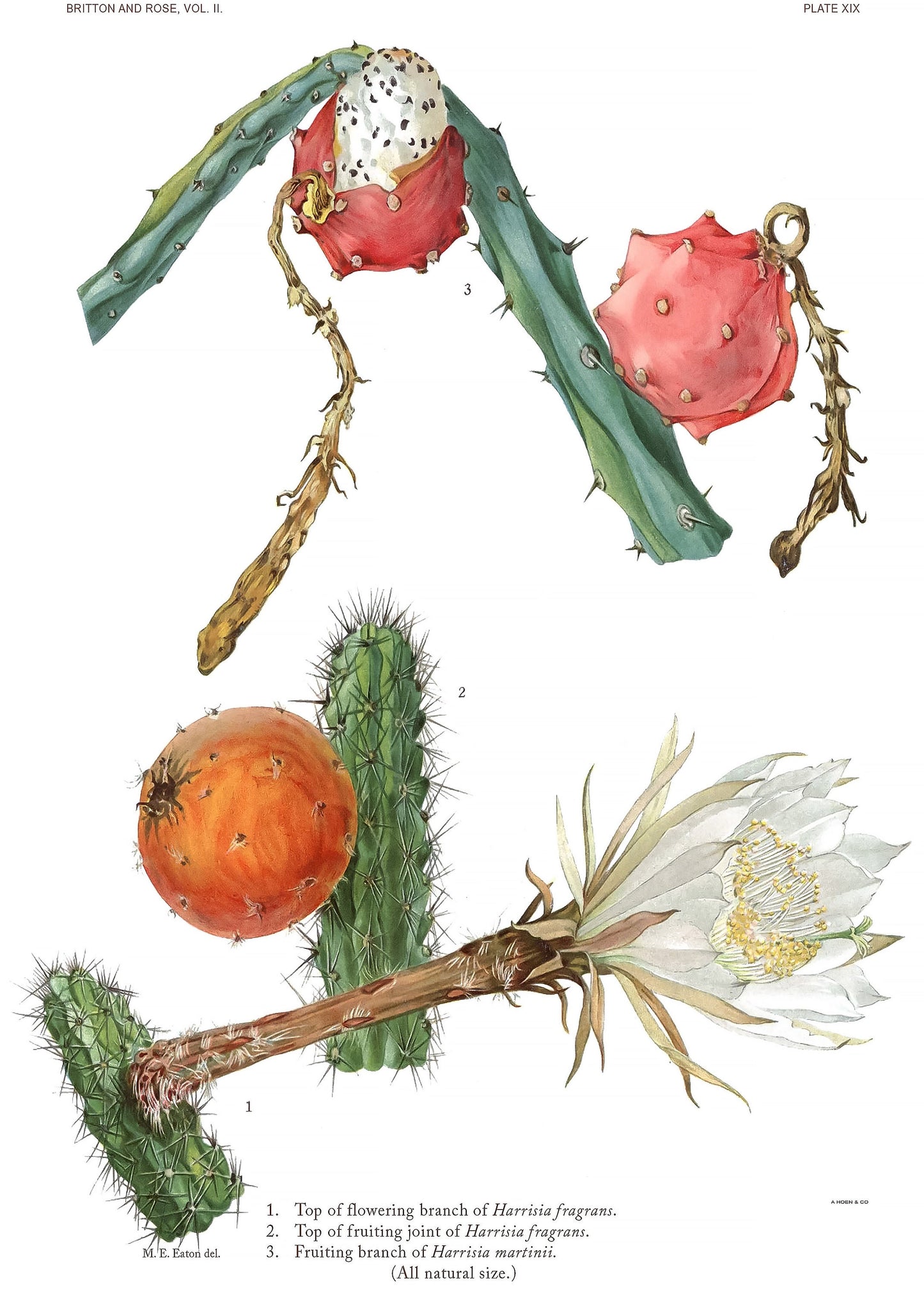 The Cactaceae Set 2 [54 Images]