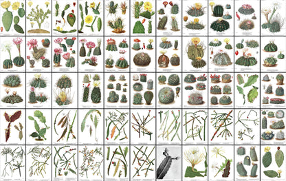 The Cactaceae Set 1 [55 Images]