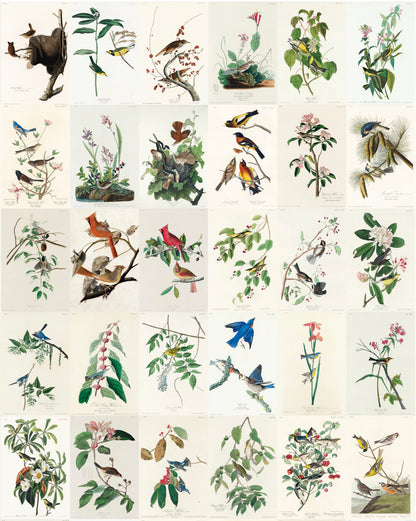 Backyard Songbirds 4"x6" Collage Kit Set [130 Images]