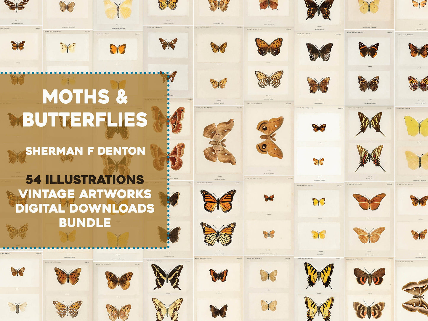 Moths & Butterflies of the United States East of the Rocky Mountains [54 Images]