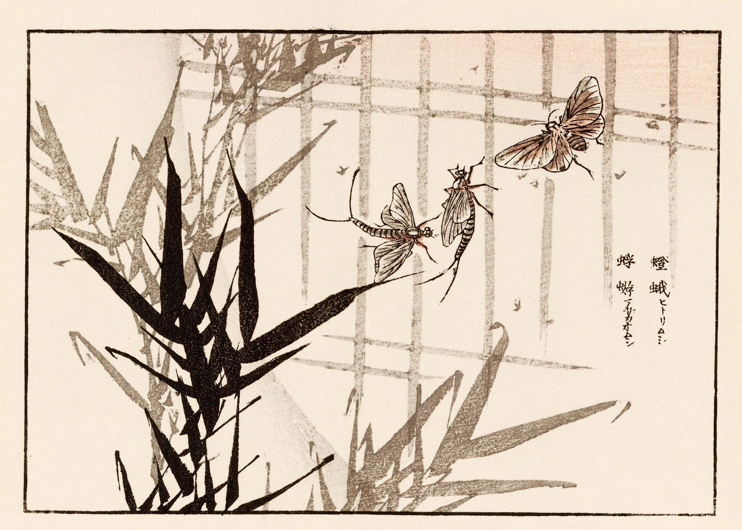 Kono Bairei Japanese Bird Woodblock Prints Set 2 [34 Images]