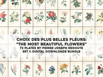Pierre Joseph Redoute The Most Beautiful Flowers Set 1 [72 Images]