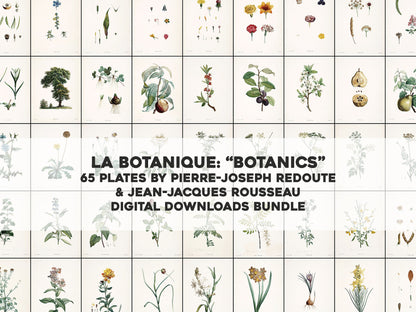 Pierre Joseph Redoute La Botanique [65 Images]