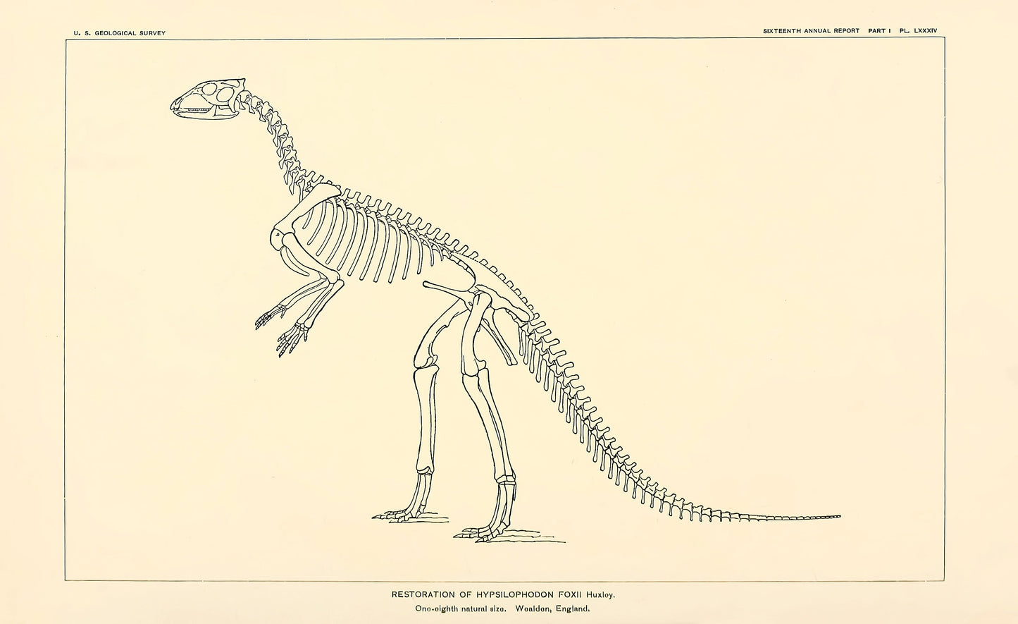 The Dinosaurs of North America Set 1 [12 Images]