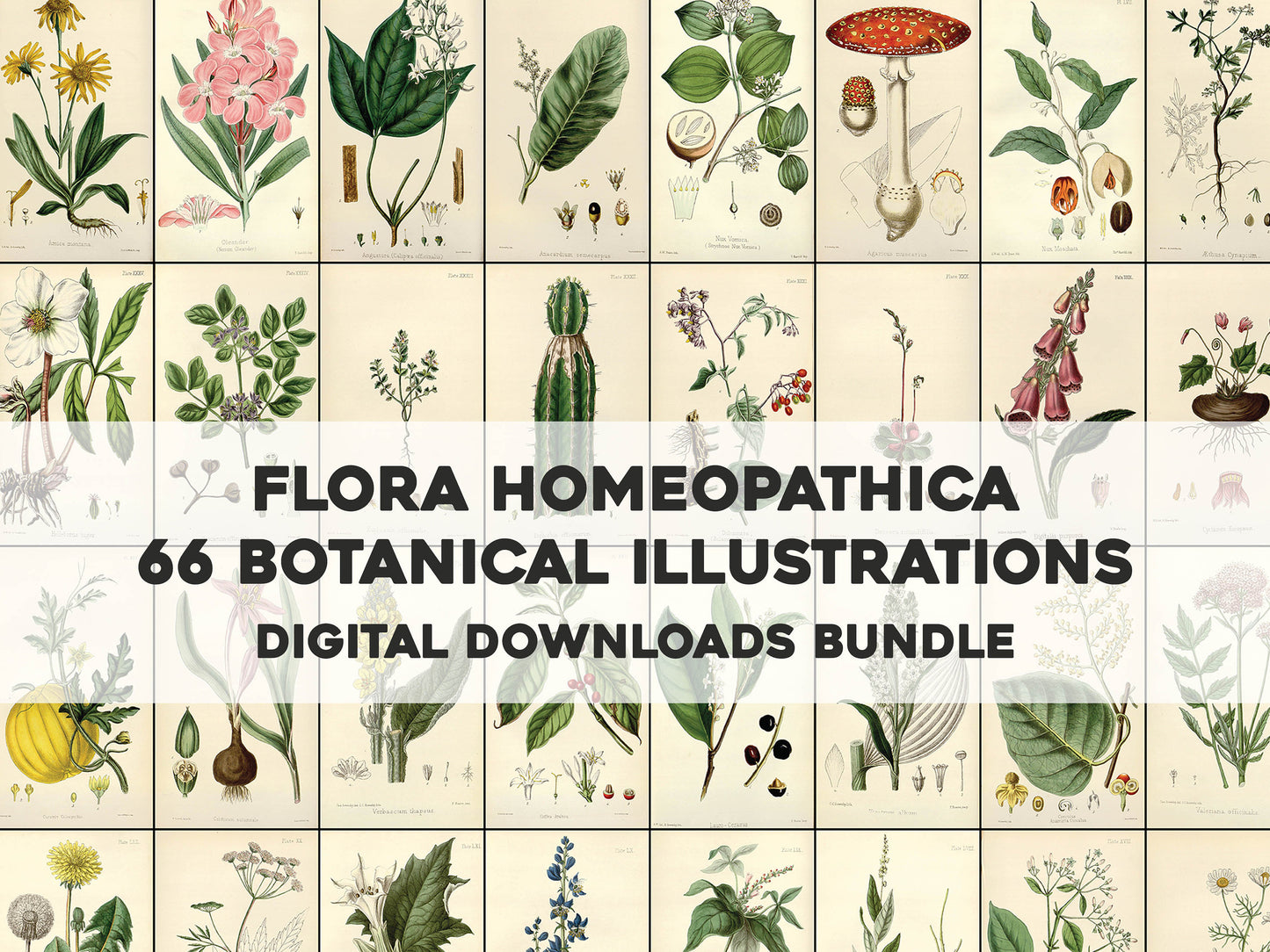 Flora Homeopathica [66 Images]