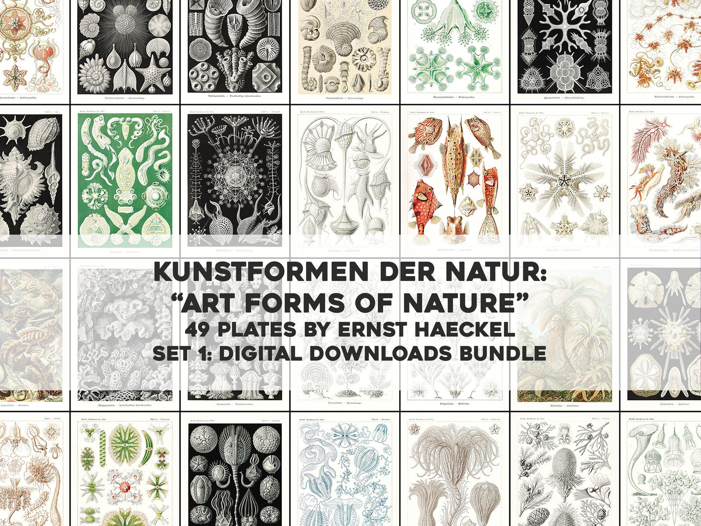 Ernst Haeckel Forms of Nature Set 1 [49 Images]