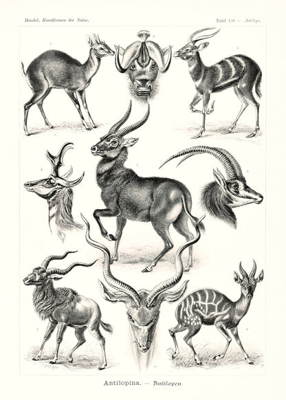 Ernst Haeckel Forms of Nature Set 2 [49 Images]