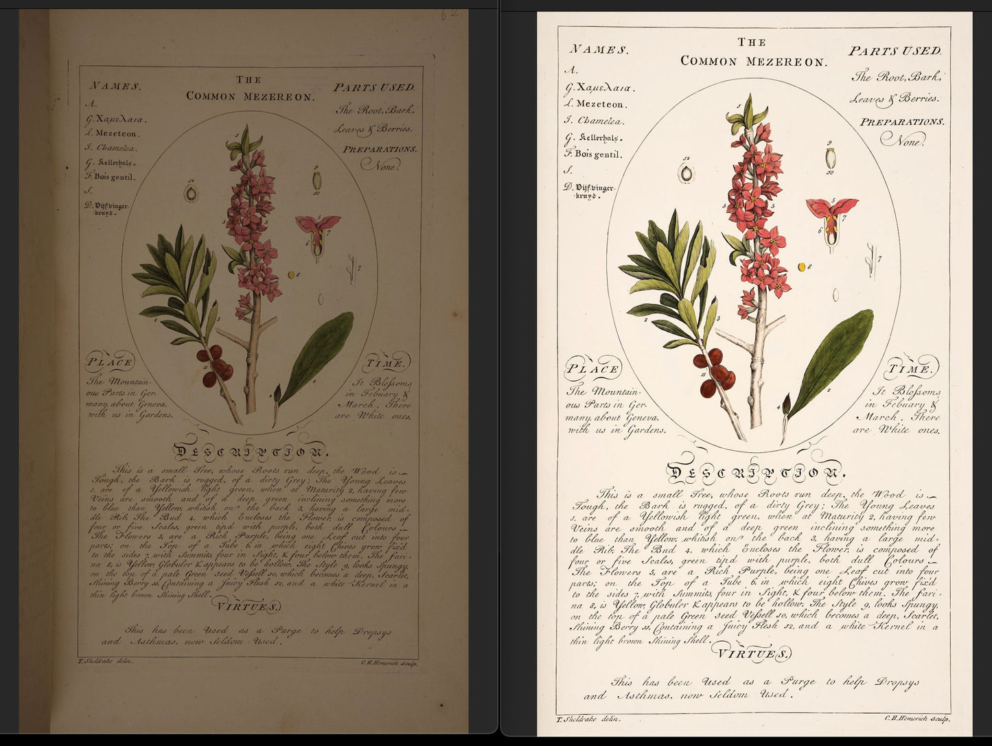 Botanicum Medicinale Set 1 [55 Images]
