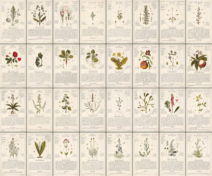 Botanicum Medicinale Set 2 [56 Images]