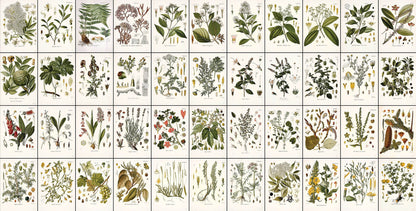 Kohler's Medicinal Plants Whitened Book 1 Set 2 [44 Images]