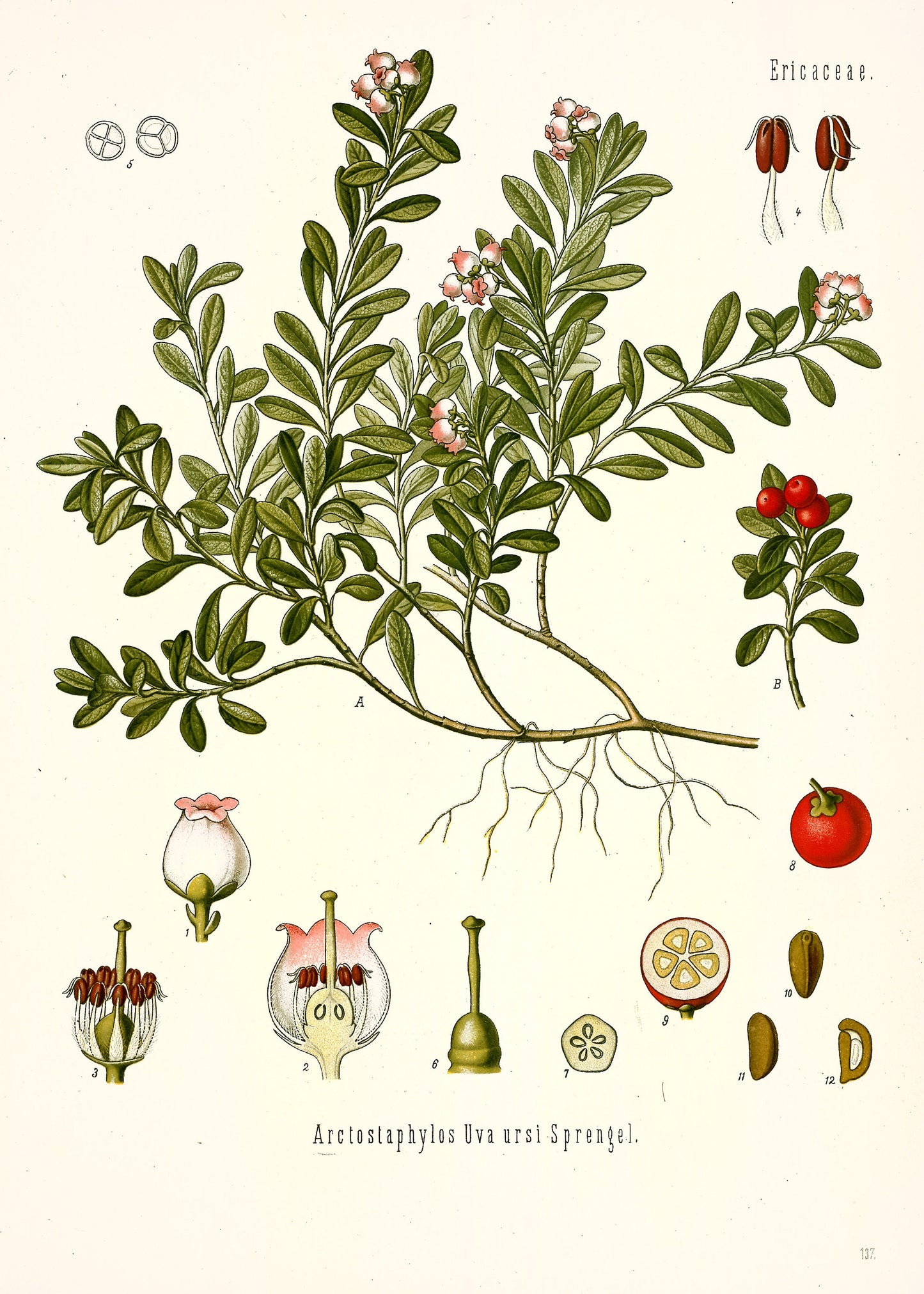 Kohler's Medicinal Plants Whitened Book 2 Set 2 [38 Images]