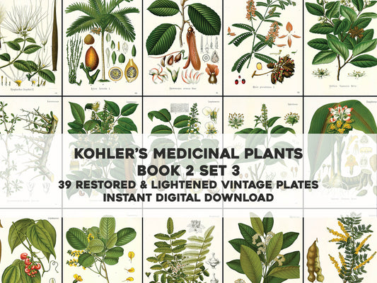 Kohler's Medicinal Plants Whitened Book 2 Set 3 [39 Images]