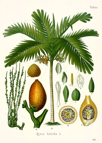 Kohler's Medicinal Plants Whitened Book 2 Set 3 [39 Images]