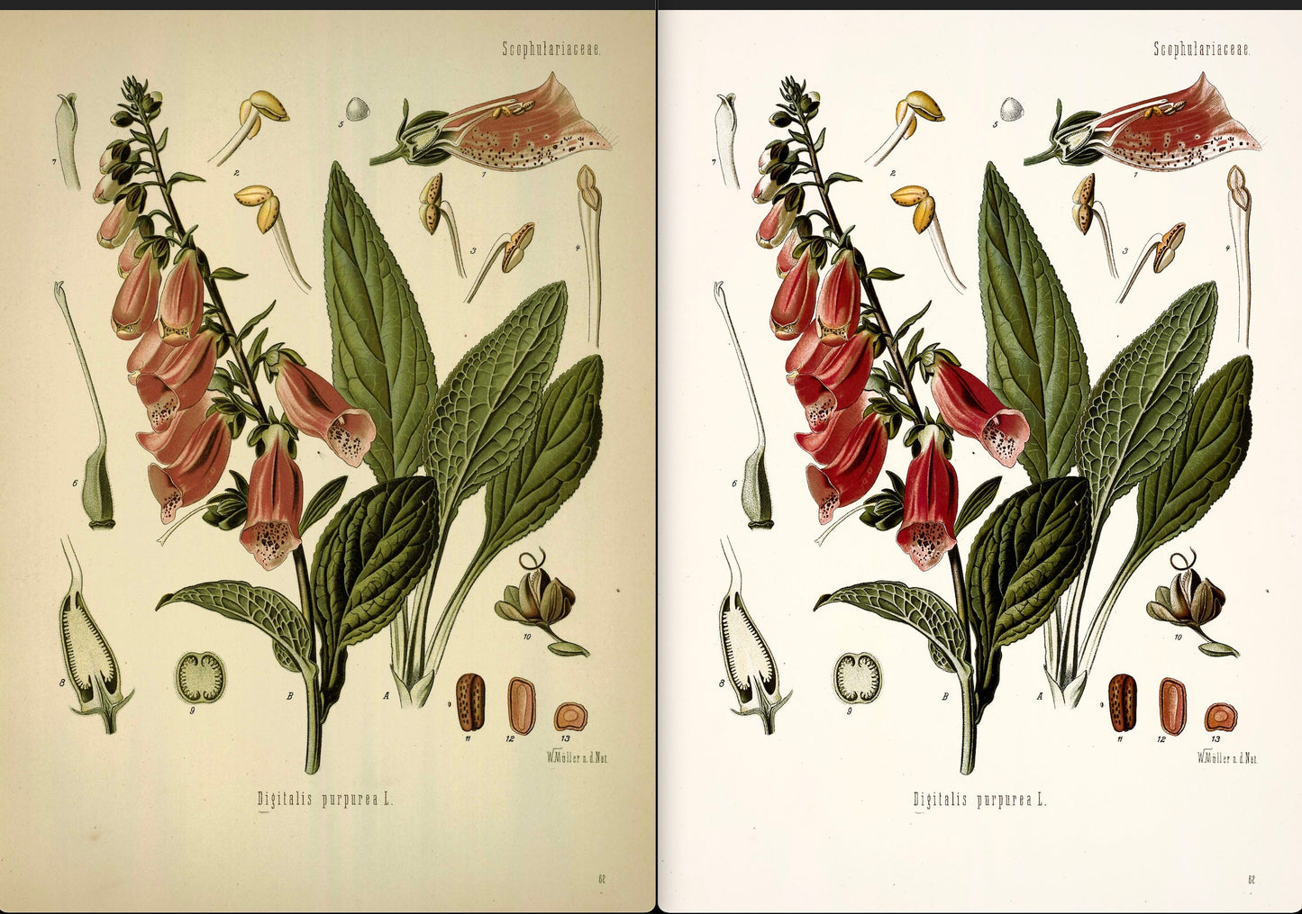 Kohler's Medicinal Plants Whitened Book 3 Set 2 [40 Images]