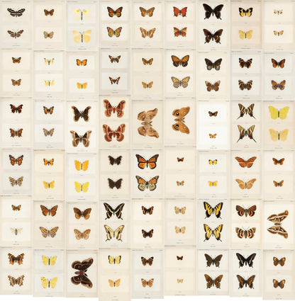 Moths & Butterflies of the United States East of the Rocky Mountains [54 Images]