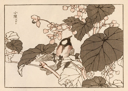 Kono Bairei Japanese Bird Woodblock Prints Set 2 [34 Images]