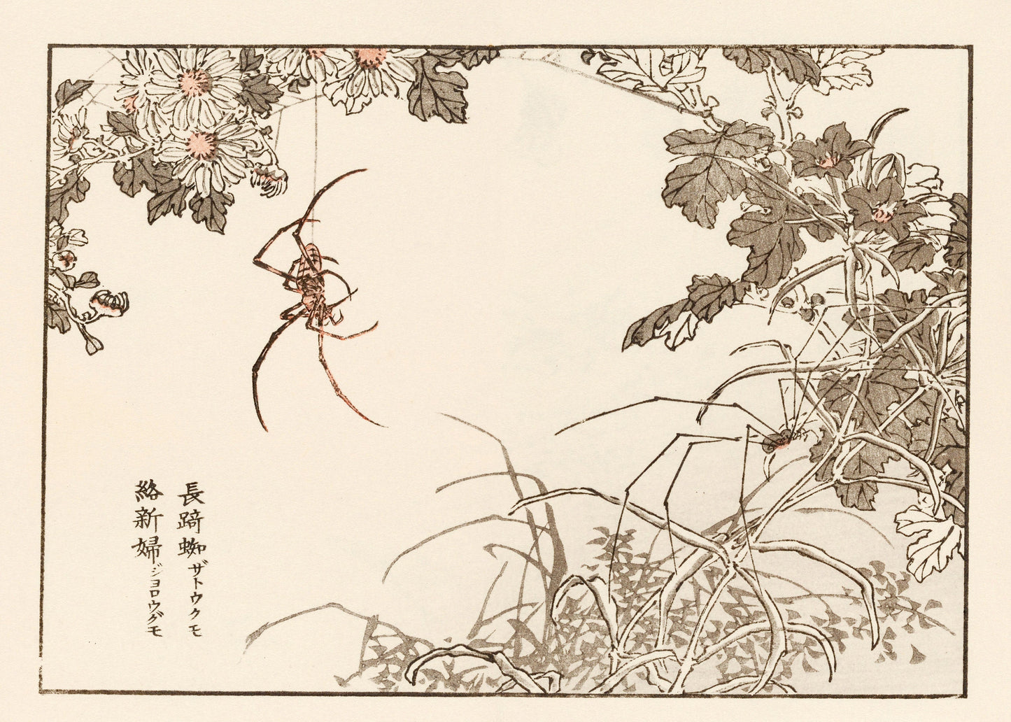 Kono Bairei Japanese Bird Woodblock Prints Set 2 [34 Images]