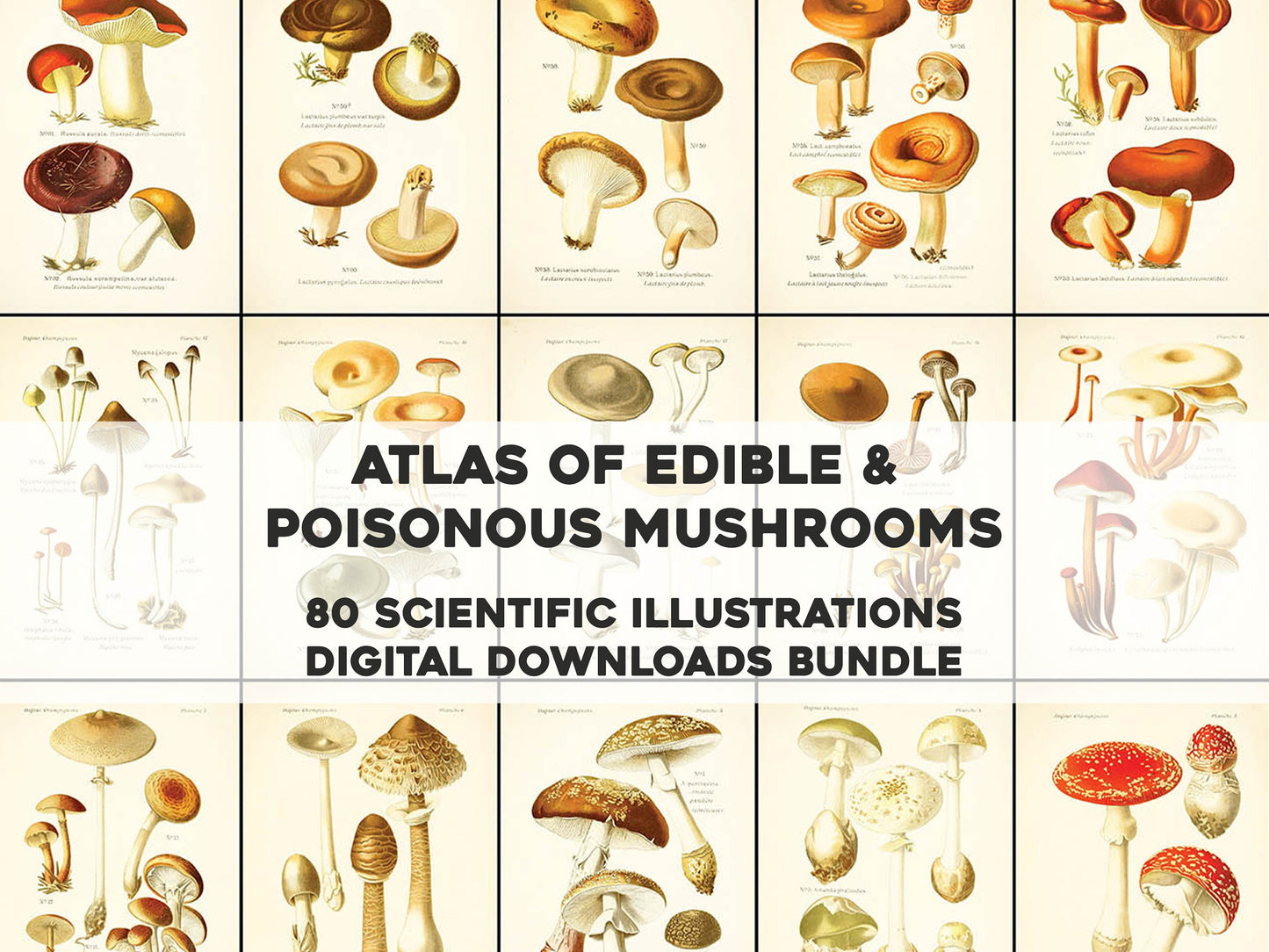 Atlas of Edible & Poisonous Mushrooms [80 Images]