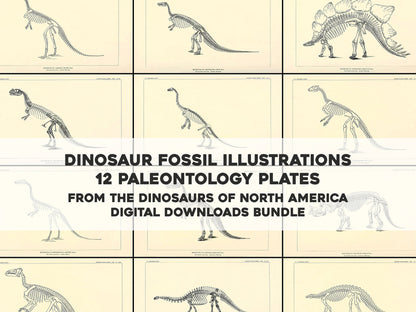 The Dinosaurs of North America Set 1 [12 Images]