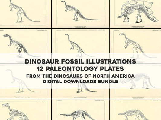 The Dinosaurs of North America Set 1 [12 Images]