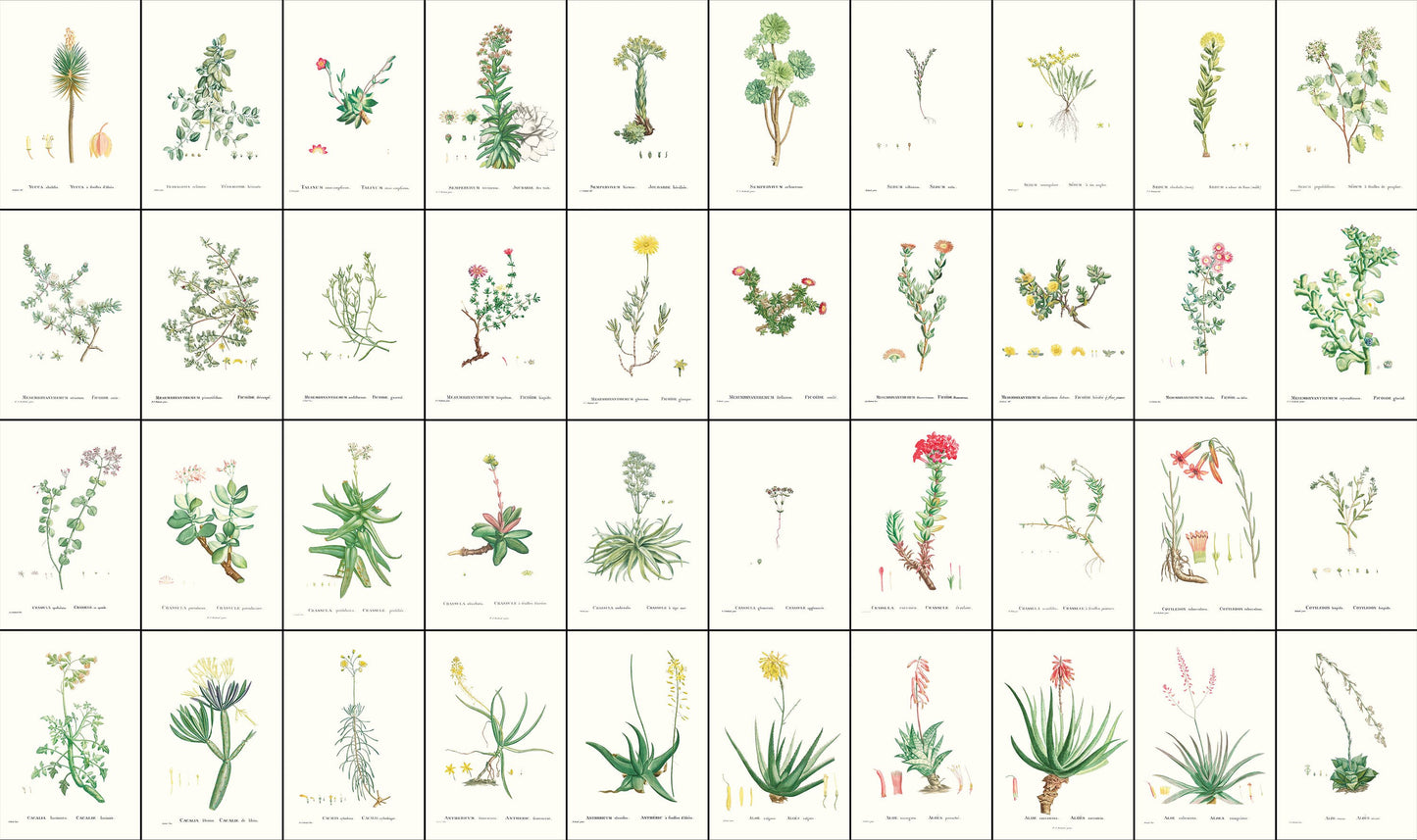 Pierre Joseph Redoute History of Succulents Set 1 [76 Images]