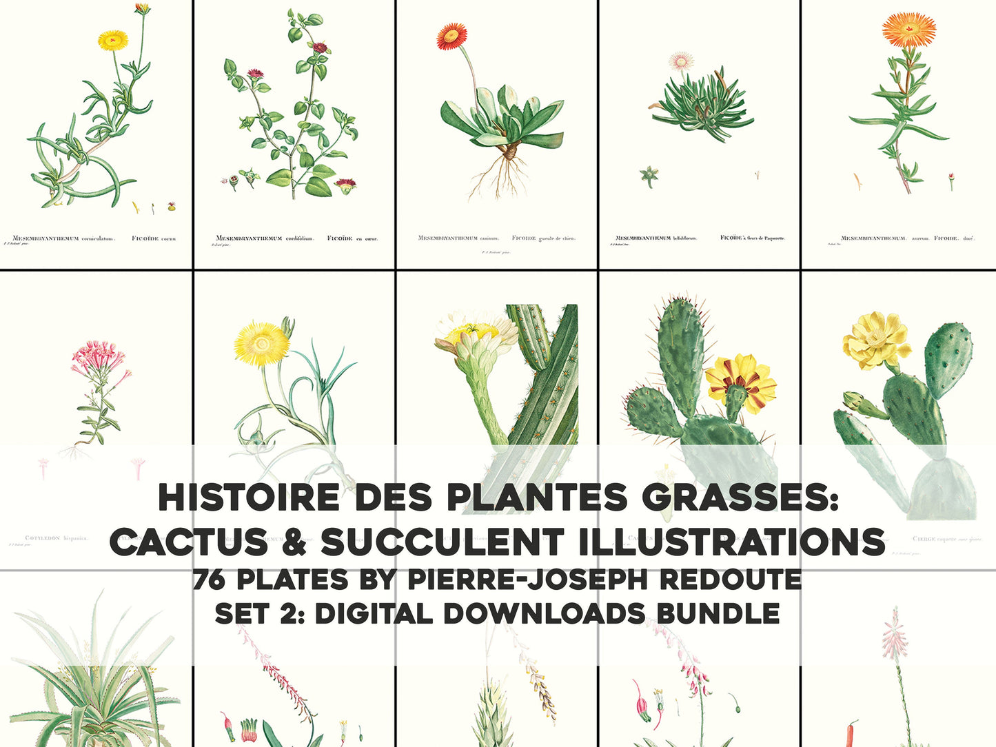 Pierre Joseph Redoute History of Succulents Set 2 [76 Images]