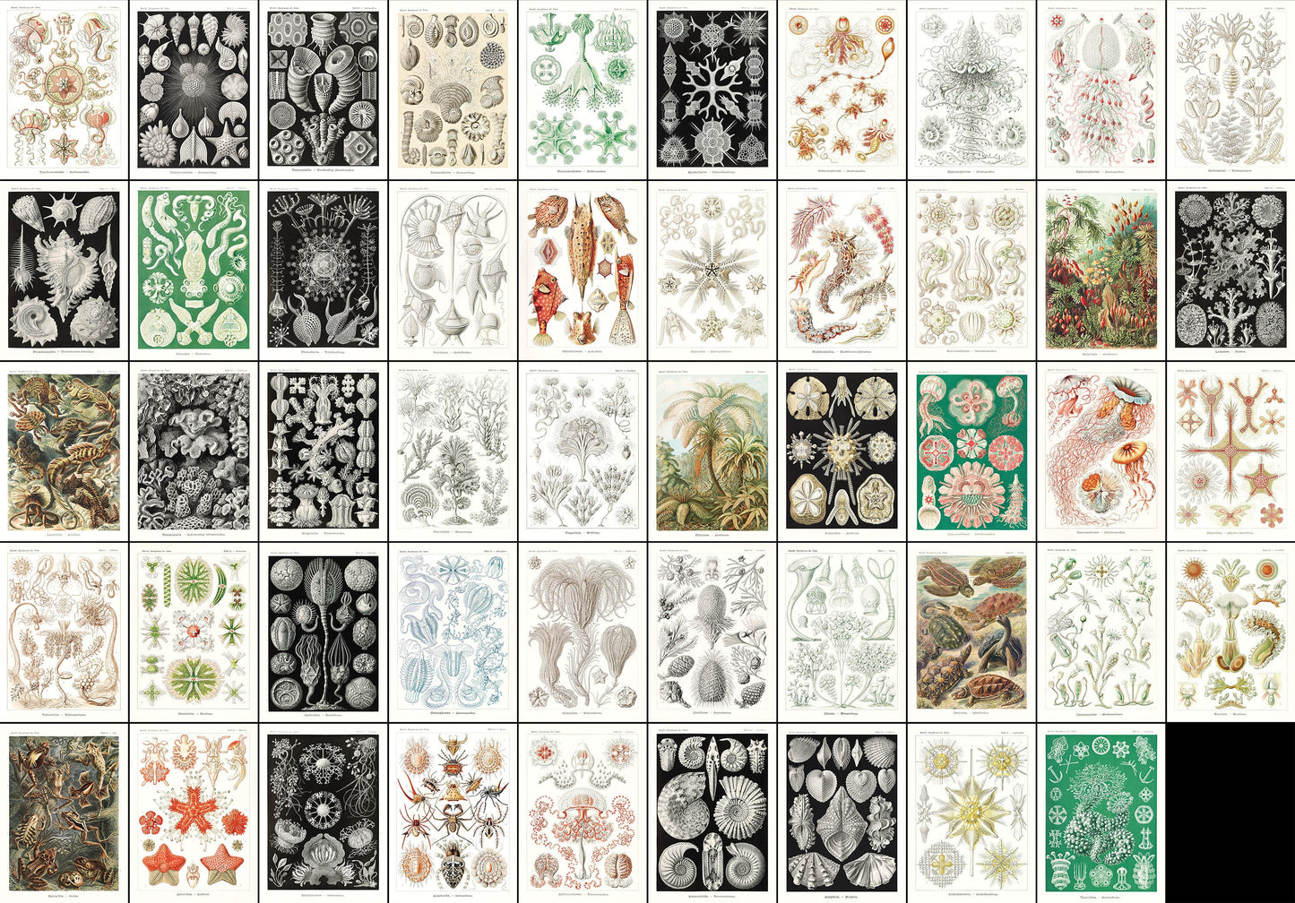 Ernst Haeckel Forms of Nature Set 1 [49 Images]