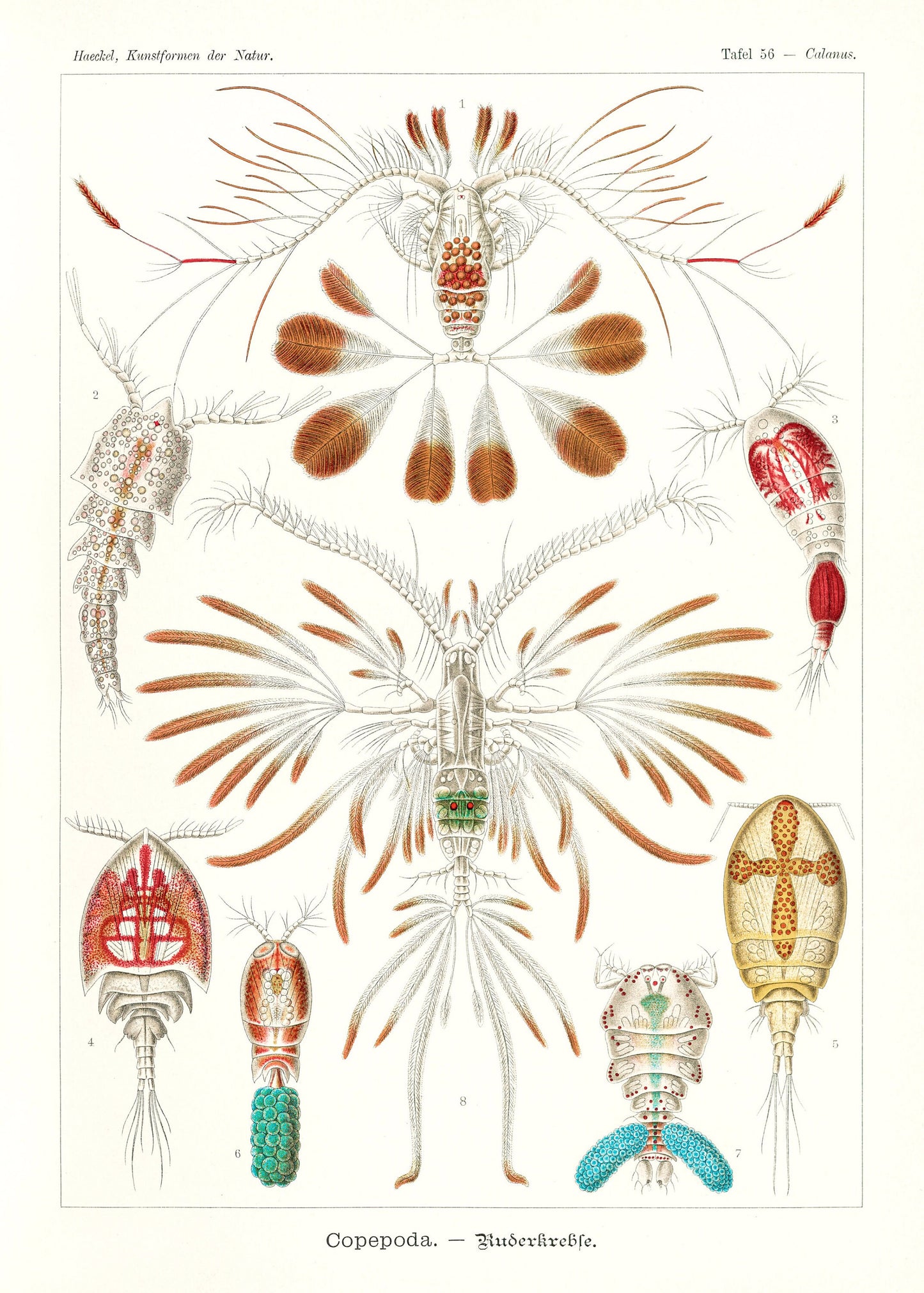 Ernst Haeckel Forms of Nature Set 2 [49 Images]