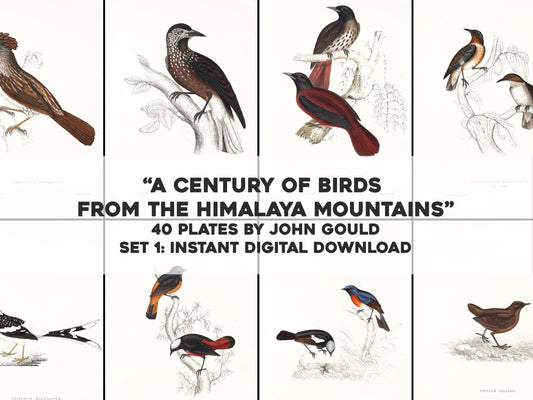 John Gould Birds of Himalaya Set 1 [40 Images]