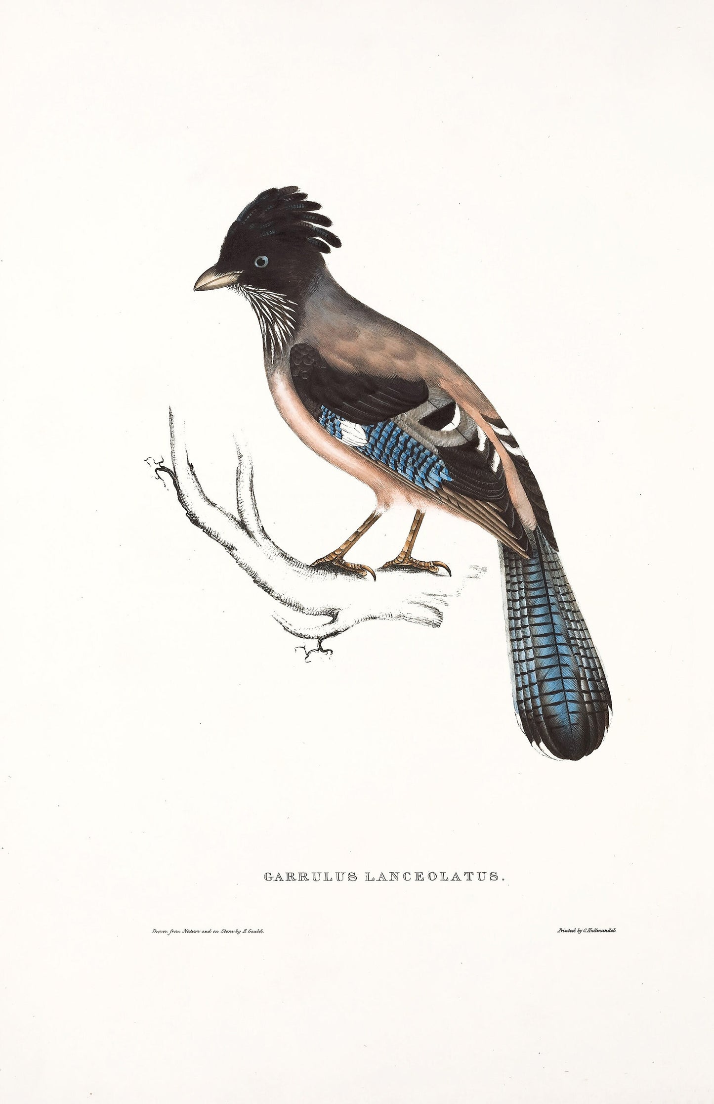 John Gould Birds of Himalaya Set 1 [40 Images]