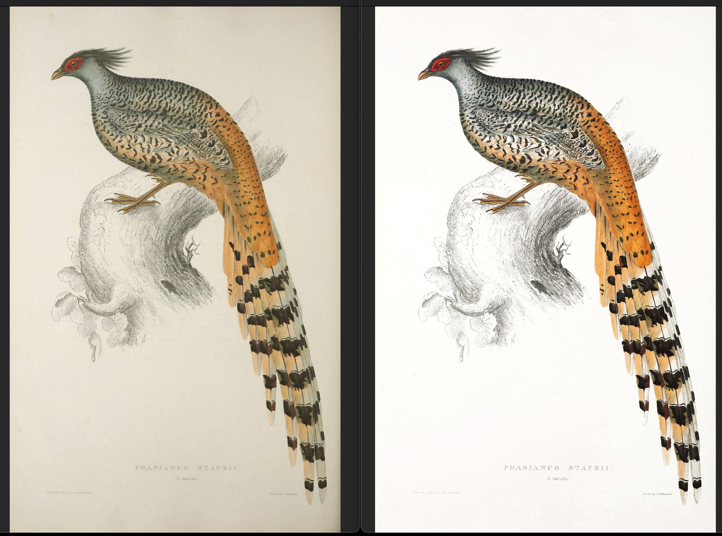 John Gould Birds of Himalaya Set 1 [40 Images]